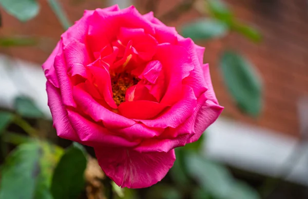 Enfoque Selectivo Una Hermosa Rosa Rosa — Foto de Stock
