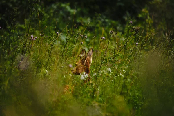 Gros Plan Sélectif Jeune Cerf Reposant Milieu Hautes Herbes — Photo