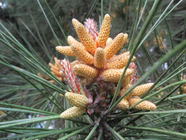 Een Close Van Een Unieke Plant Met Groene Oranje Dennenappels — Stockfoto