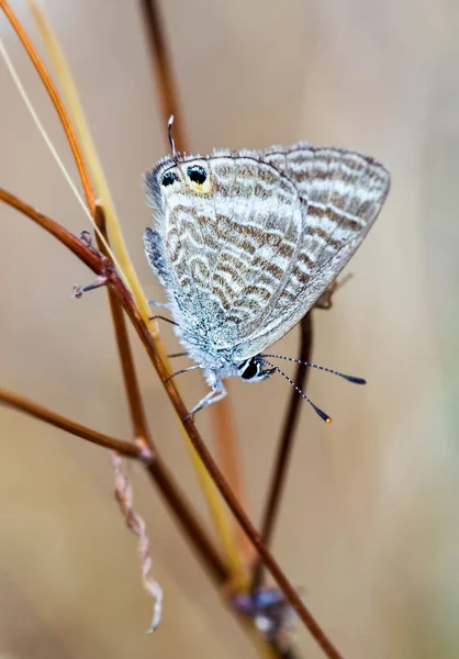 환경에서 아름다운 나비의 선택적 — 스톡 사진