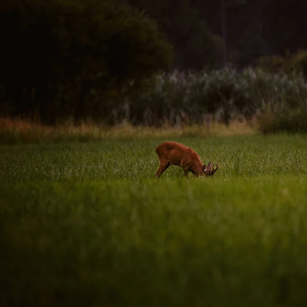 Primo Piano Selettivo Capriolo Pascolo Prato — Foto Stock