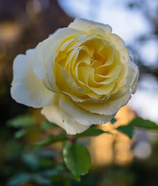 Enfoque Selectivo Vertical Una Hermosa Rosa Blanca Amarilla — Foto de Stock