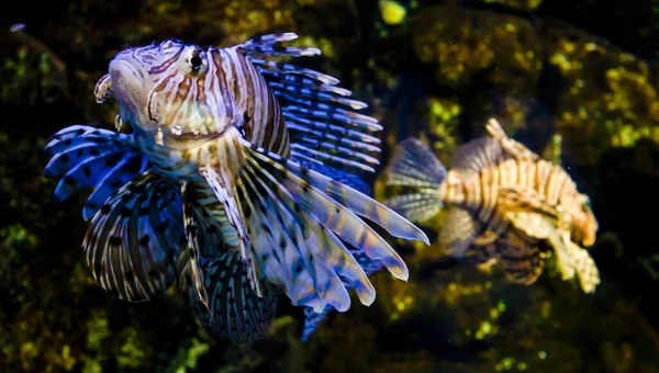 美しいライオンフィッシュのショット 海底生物 — ストック写真