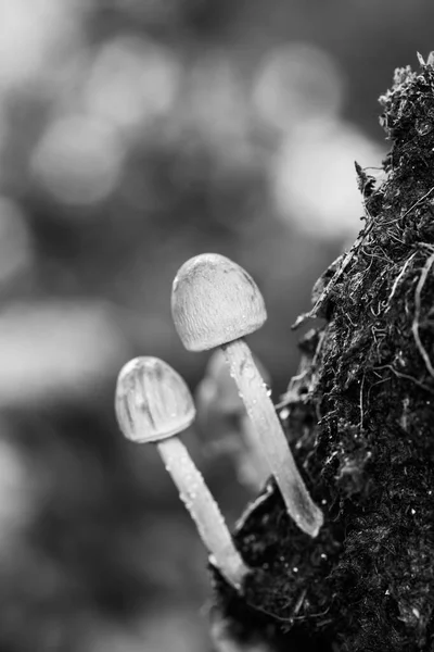 Een Grijs Shot Van Paddestoelen Een Weide Van Montehermoso Spanje — Stockfoto