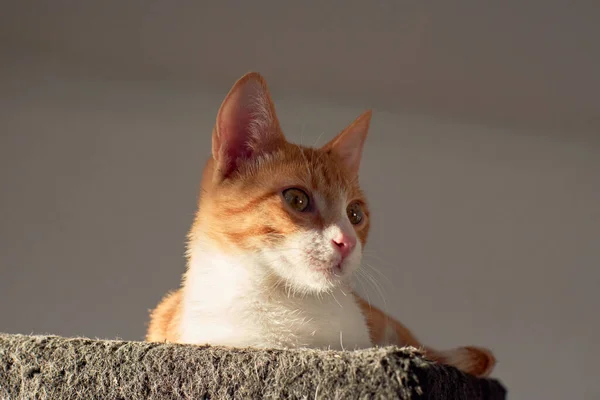 Gün Işığının Altında Yumuşak Rahat Yatağında Uzanan Bir Kedi Yavrusunun — Stok fotoğraf