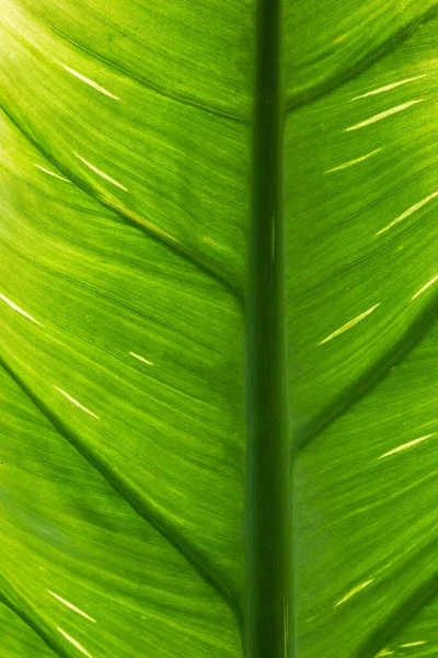 Vertical Shot Green Leaf Texture — Stock Photo, Image