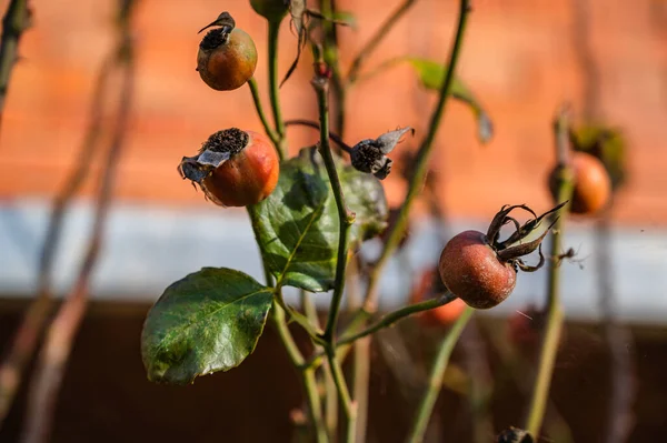 Tiro Seletivo Foco Dog Rose Rosehips — Fotografia de Stock