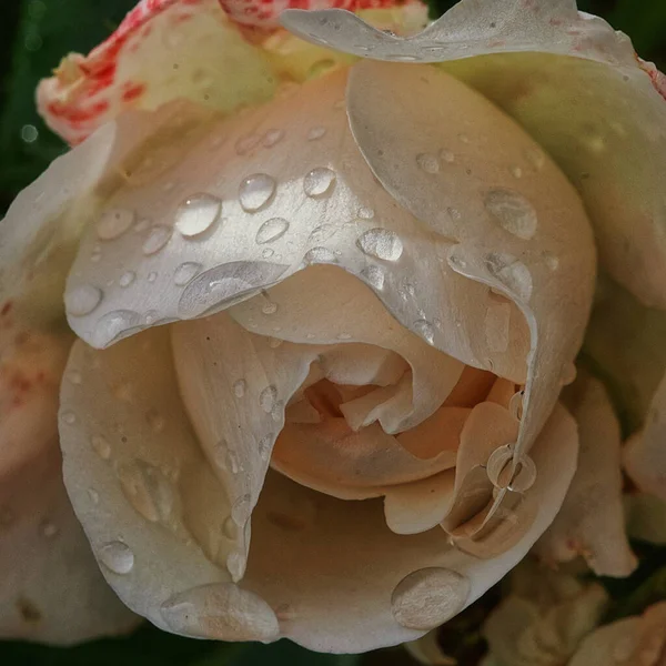 Macro Shot White Rose Water Droplets Wet Petals — Stock Photo, Image
