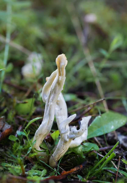 Disparo Vertical Una Clavulina Rugosa Comúnmente Conocido Como Hongo Coral — Foto de Stock