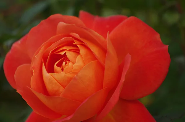 Zbliżenie Ujęcie Pomarańczy Piękna Róża — Zdjęcie stockowe