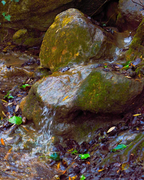 Tiro Vertical Pedras Molhadas Cobertas Musgo Floresta Outono — Fotografia de Stock