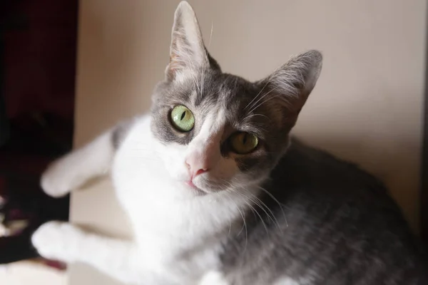 Ett Porträtt Vit Och Grå Katt Med Gröna Ögon Tittar — Stockfoto