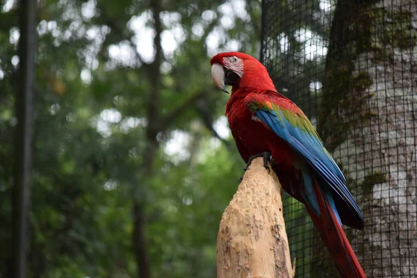 Tiro Foco Seletivo Uma Arara Escarlate Empoleirada Ramo — Fotografia de Stock