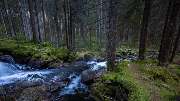 Uma Bela Vista Uma Floresta Com Rio Cercado Por Muitas — Fotografia de Stock