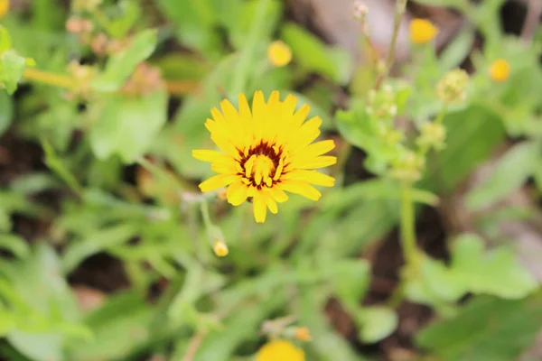 Eine Selektive Fokusaufnahme Der Gelben Wildblume — Stockfoto