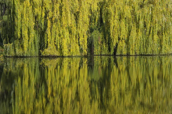 Zbliżenie Ujęcie Jeziora Refecting Piêkne Barwne Autumn Drzewa Parku — Zdjęcie stockowe