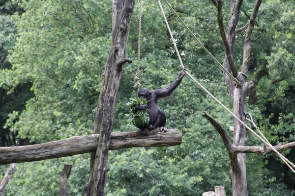 Lindo Gorila Negro Recogiendo Ramas Árboles Saltando Una Construcción Troncos — Foto de Stock