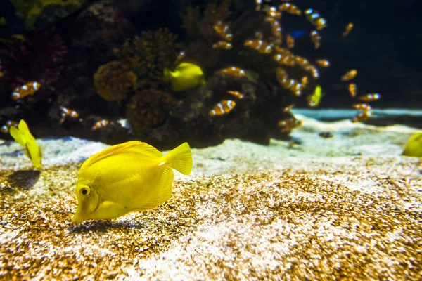 A beautiful shot of exotic yellow fish - underwater life