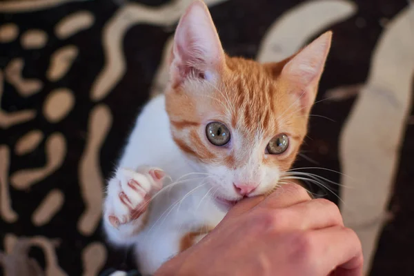 Eine Katze Spielt Mit Menschlicher Hand Während Sie Bett Liegt — Stockfoto