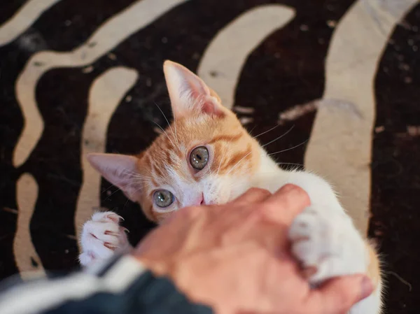 Eine Katze Spielt Mit Menschlicher Hand Während Sie Bett Liegt — Stockfoto