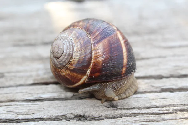 Tiro Macro Pequeno Caracol Com Uma Concha Marrom Uma Superfície — Fotografia de Stock