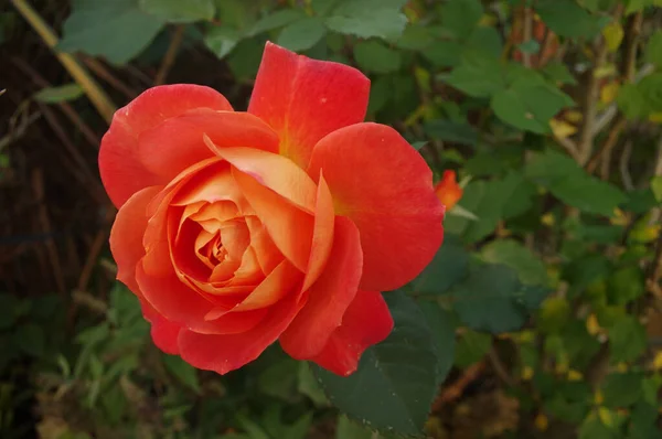 Närbild Orange Vacker Ros — Stockfoto