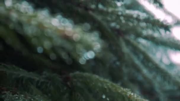 Christmas Tree Rain Drops — Stock Video