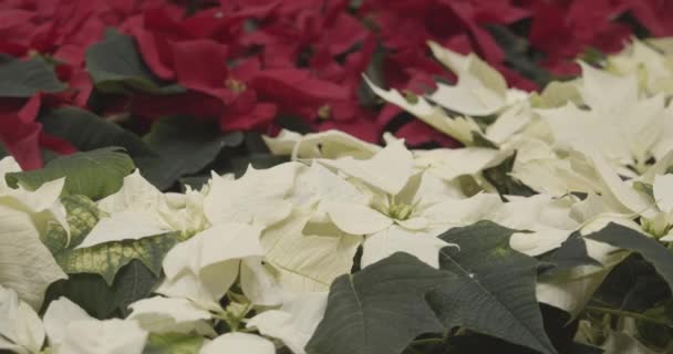 Flores Rojas Blancas Jardín — Vídeo de stock