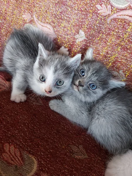 Closeup Shot Domestic Short Haired Cats — Stock Photo, Image