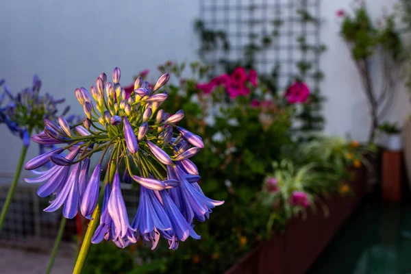 Närbild Vackra Blommor — Stockfoto