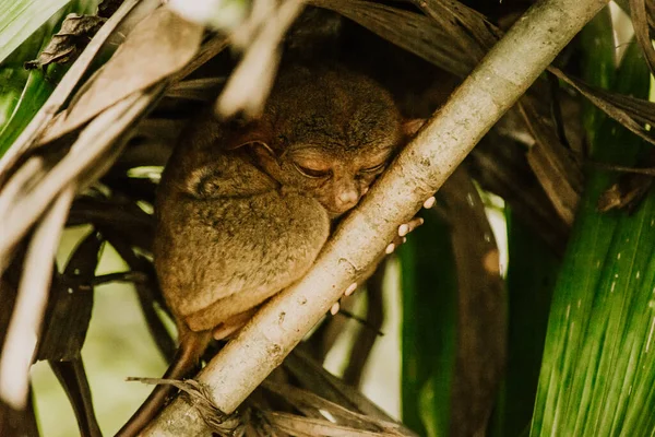 Selektiv Fokusbild Söt Tarsier Gren — Stockfoto