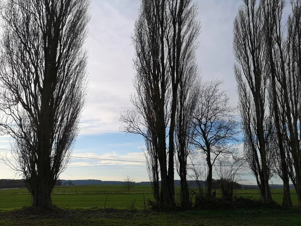 하임의 구름낀 초원의 나무들을 클로즈업하여 — 스톡 사진