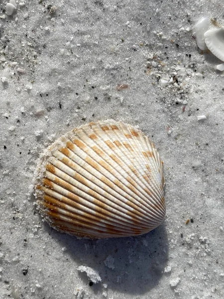 Gros Plan Objets Marins Sur Sable — Photo