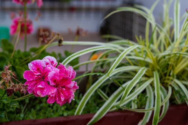 Närbild Vackra Blommor — Stockfoto