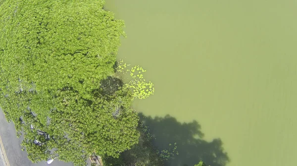 横に木が生えている明るい緑色の水のトップビュー — ストック写真