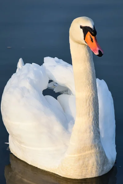 Detailní Záběr Nádherné Bílé Labutě Vodě — Stock fotografie