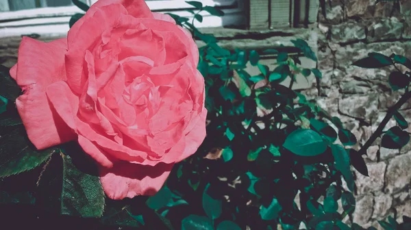 Ένα Όμορφο Ροζ Τριαντάφυλλο Στον Κήπο — Φωτογραφία Αρχείου