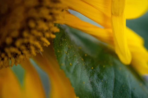 Una Vibrante Macro Toma Selectiva Del Polen Girasol — Foto de Stock