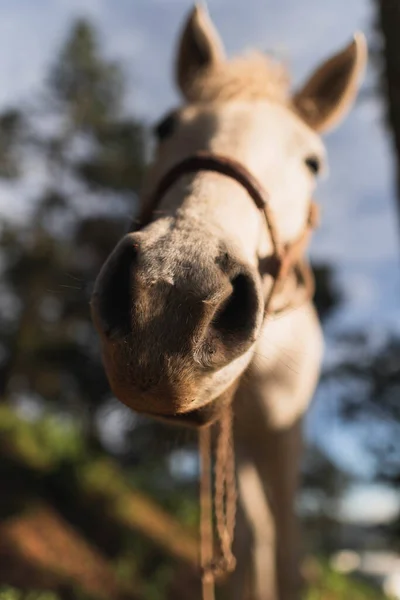 Tiro Vertical Hermoso Caballo Una Puesta Sol Hora Dorada — Foto de Stock