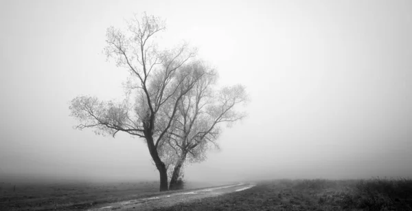 Snímek Dvou Osamělých Stromů Malebném Podzimním Poli Mlhavého Počasí — Stock fotografie