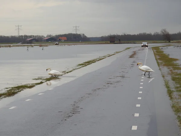 Flooded Road Heavy Rain Swans Biesbosch National Park — Stock Photo, Image