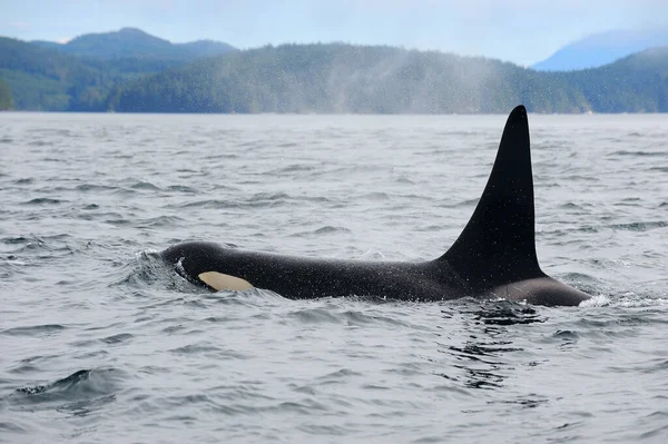 Ballena Orca Cerca Telegraph Cove Vancouver Island Canada — Foto de Stock