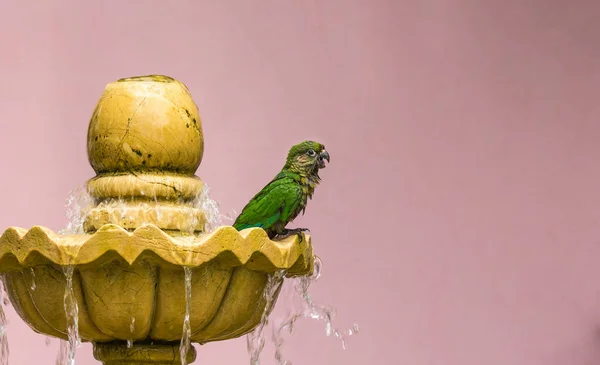 Nahaufnahme Eines Rotbäuchigen Sittichs Auf Einem Wasserbrunnen Mit Rosa Hintergrund — Stockfoto