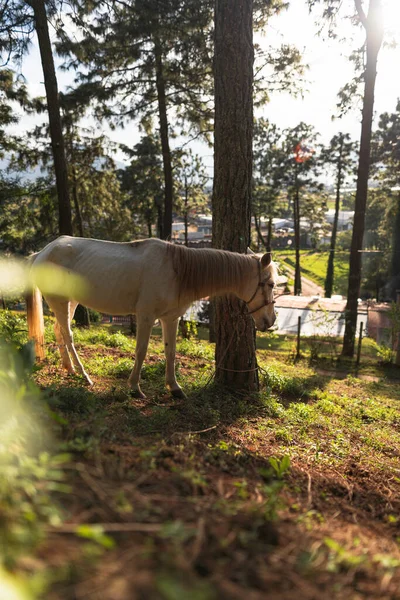 Egy Függőleges Lövés Egy Gyönyörű Lóról Egy Arany Óra Naplementében — Stock Fotó