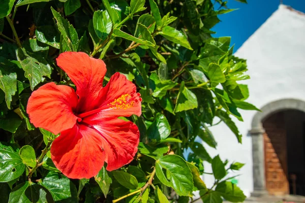 Selective Focus Shot Beautiful Blooming Hibiscus Flower — Stock Photo, Image