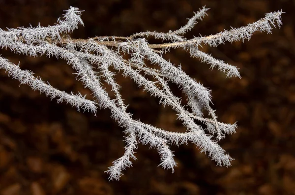 Крупним Планом Знімок Гілок Дерев Покритих Морозом — стокове фото