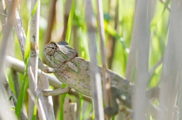 Caméléon Méditerranéen Caméléon Chamaeleo Étendu Sur Des Bâtons Bambou Espérant — Photo