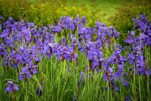 Selektywne Ujęcie Ostrości Kwitnących Kwiatów Iris Versicolor — Zdjęcie stockowe