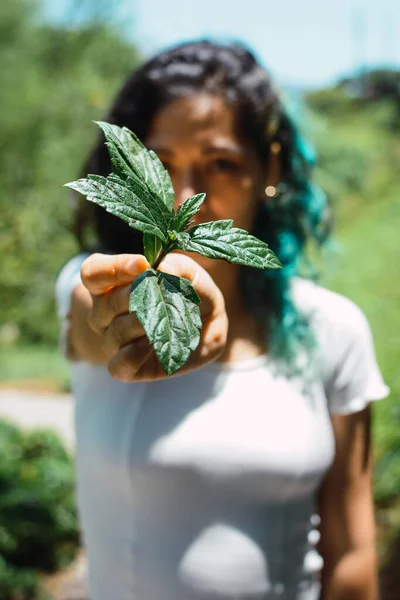 Tiro Vertical Uma Fêmea Mostrando Detalhes Folhas Verdes — Fotografia de Stock