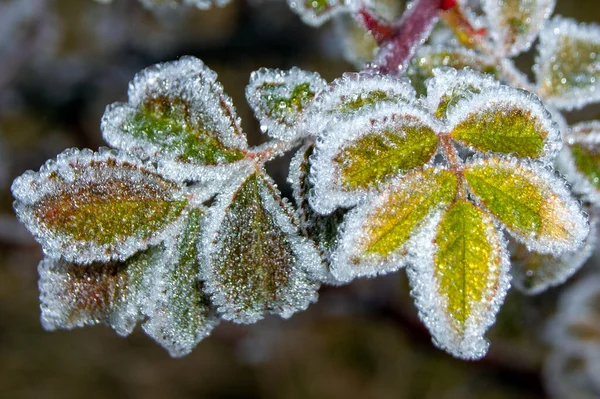 霜に覆われた葉のクローズアップ — ストック写真